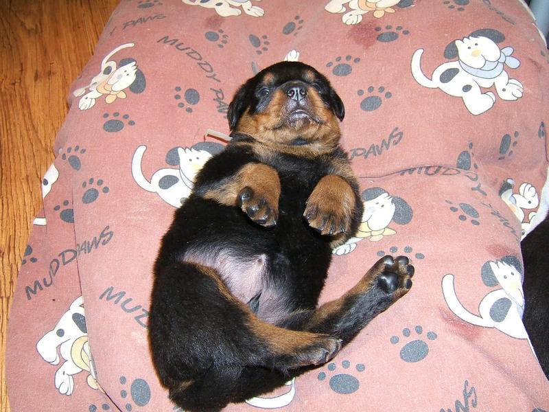 sweet looking rottweiler puppy picture.jpg
