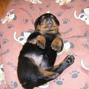 sweet looking rottweiler puppy picture.jpg
