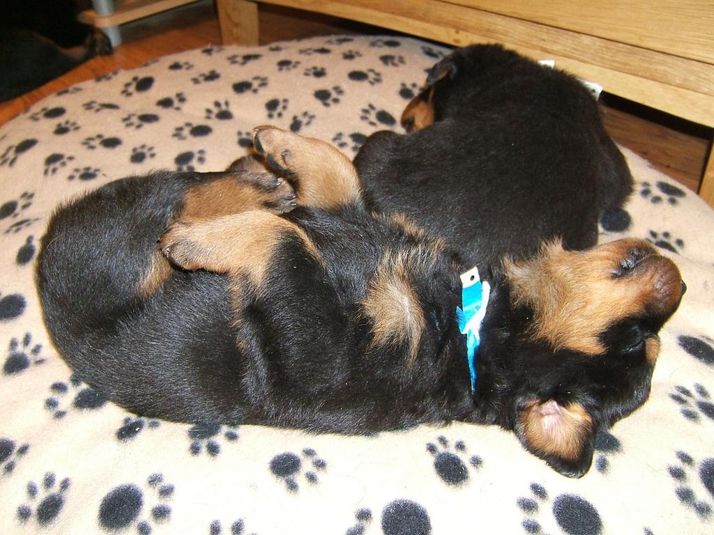 funny picture of rottweilers puppies sleeping_one sleeping on it's back looking so cute and funny.jpg
