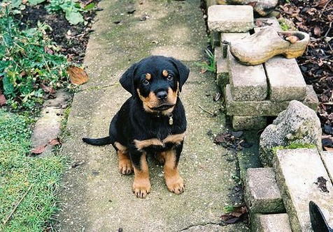 sweet looking rottweilers puppy looking up to the camera.jpg
