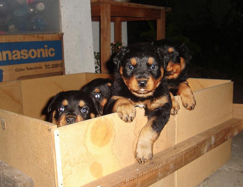picture of rottweiler puppies in a big box.jpg
