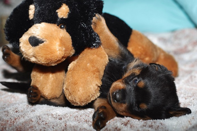 small rotterweiler pup playing with its big dog toy.jpg
