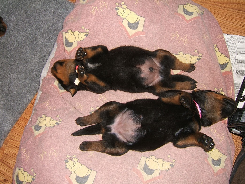 two newborn rottweiler puppies sleeping on their backs looking so adorable and funny.jpg
