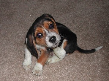 Beagle pup that sratching.jpg
