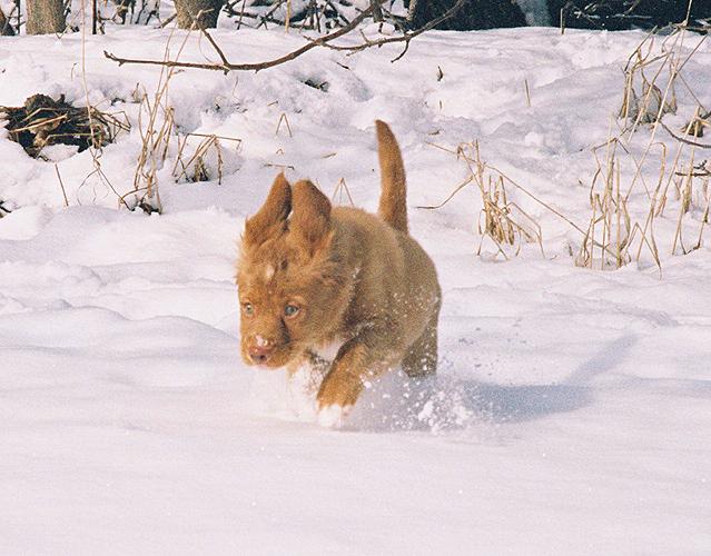 toller puppy runing in snow.jpg
