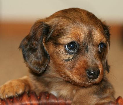 a beautiful mix Dachshund Puppy with long hair and two toned colors.JPG
