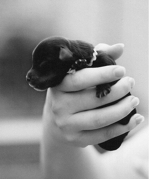 black newborn puppy dachshund dog eyes still closed.JPG
