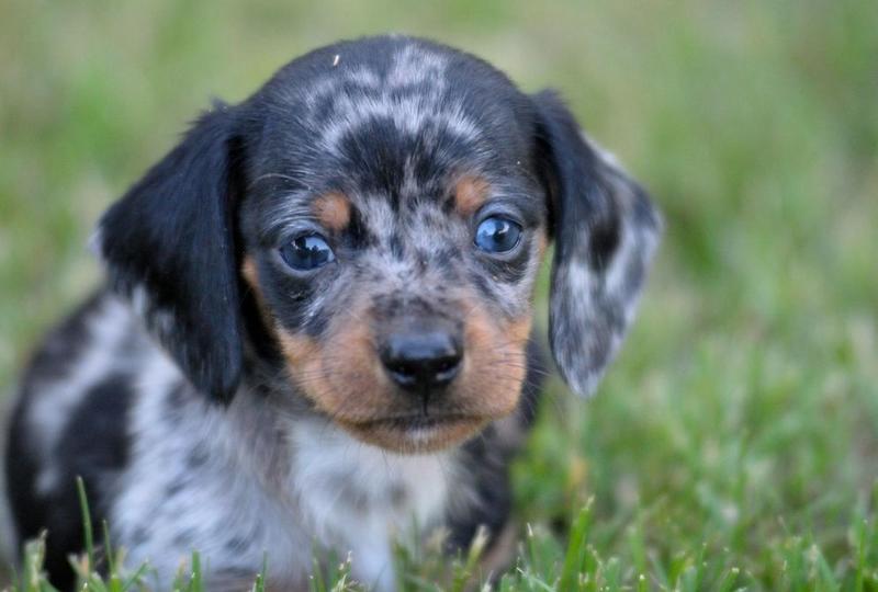 cute Dachshund puppy face picture.JPG
