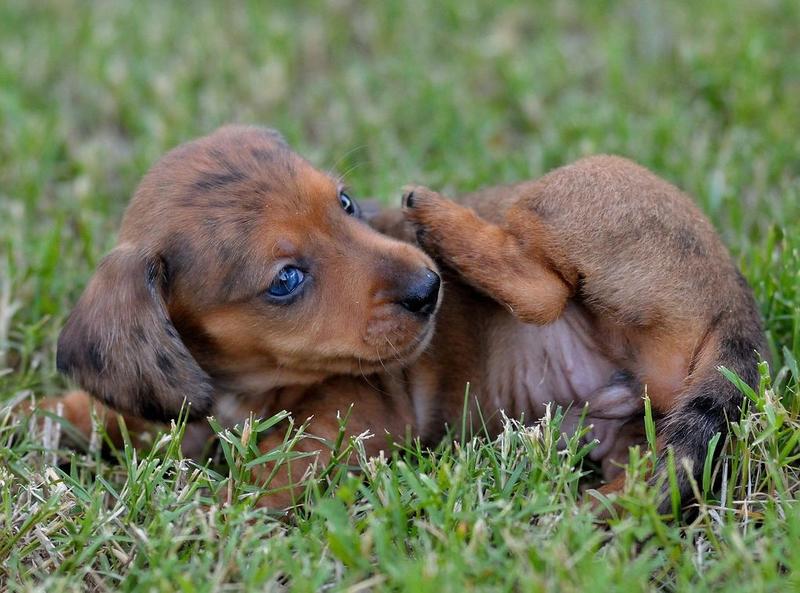 Dachshund in tan with dark dots with blue eyes puppy cleaning it self.JPG
