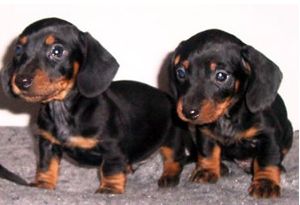 dachshund puppies in black and tan_they look so cute.JPG
