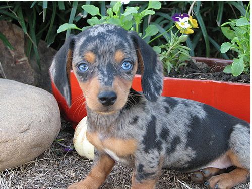 Dachshund puppy with very intersting pattern with big blue eyes looking straight to the camera.JPG
