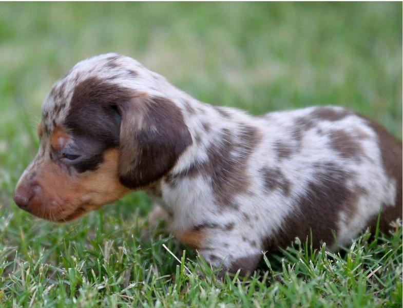 Five tones colored Dachshund pup layingon the grass picture.JPG
