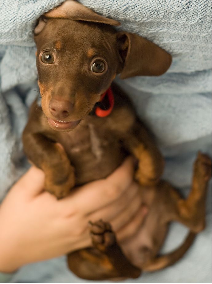 image of chocolate minature dachshund puppy looking up to the camera with its big eyes.JPG
