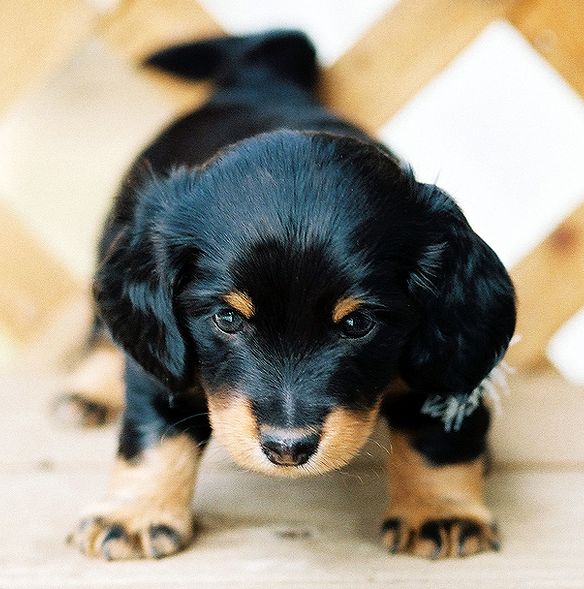 Image of Dachshund Puppy with long hair in black and tan looks so lovely.JPG

