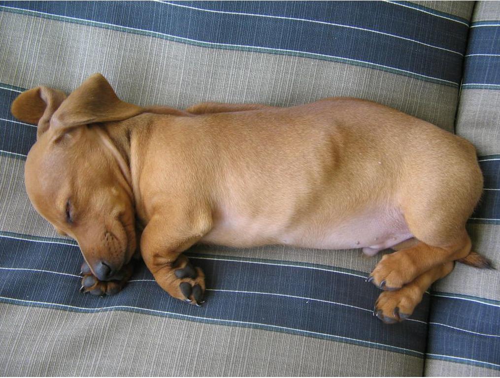 light tan dachshund puppy in deep sleep pics.JPG
