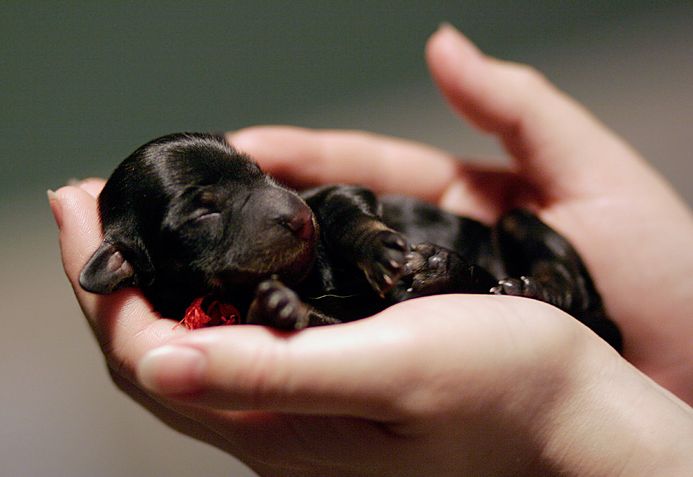 micro mini dachshund puppy in skinny black color.JPG
