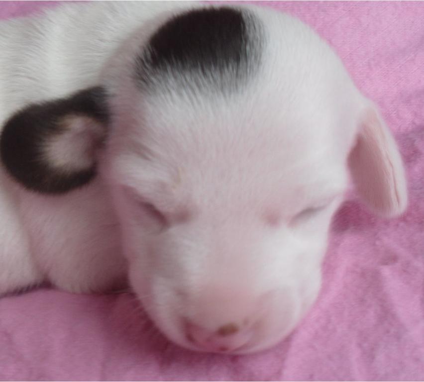 micro mini dachshund puppy in white with dark brown spots sleeping.JPG
