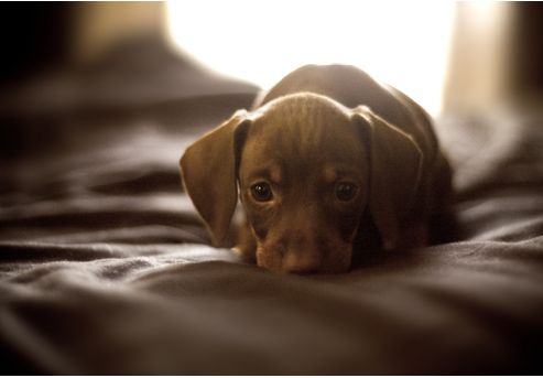 mini dachshund puppy in chocoate color on the bed looking at the camera.JPG

