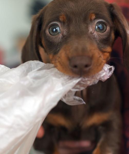 miniature dachshund puppy bitting on a plastic bag looking at the camera with its green eyes.JPG
