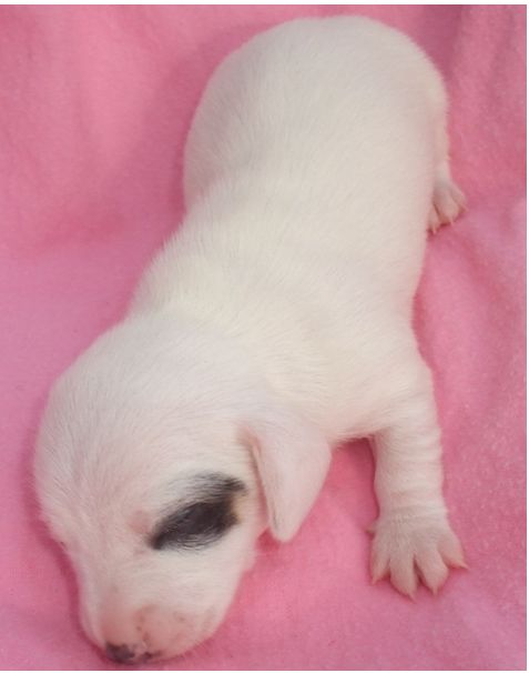 newborn dachshund puppy in white and dark spots.JPG
