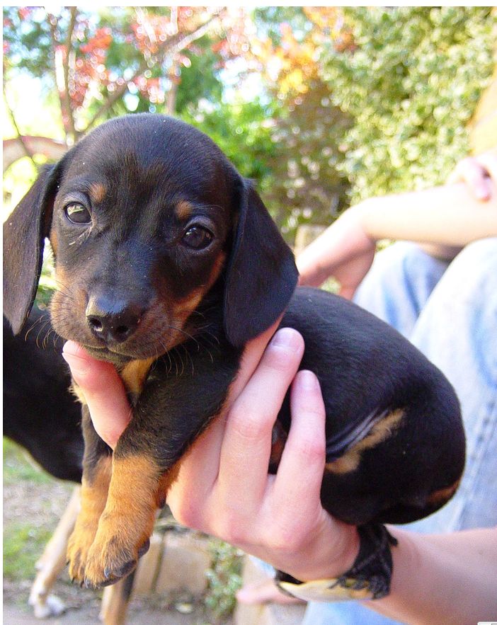 picture of dachshund puppy in tan and black looking at the camare with cute puppy face.JPG
