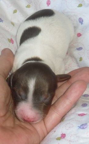 picture of newbown dachshund dog in white and chocolate spots.JPG

