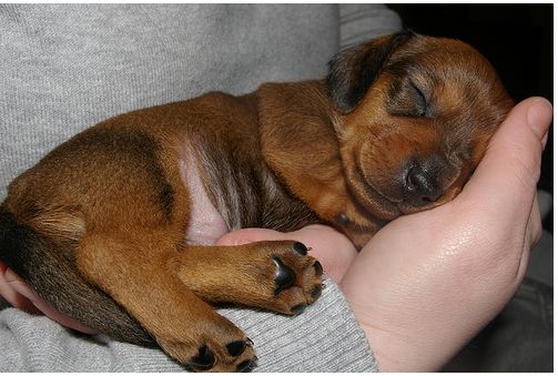 Tan Dachshund Puppy in deep sleep with stomache showing.JPG
