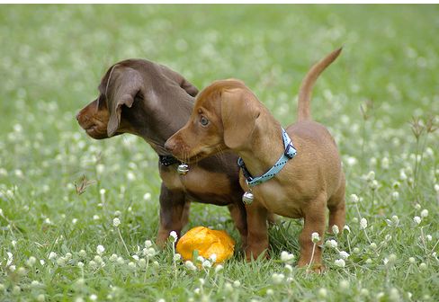 Two Dachshund puppies in light brown on the grass with their orange toy.JPG
