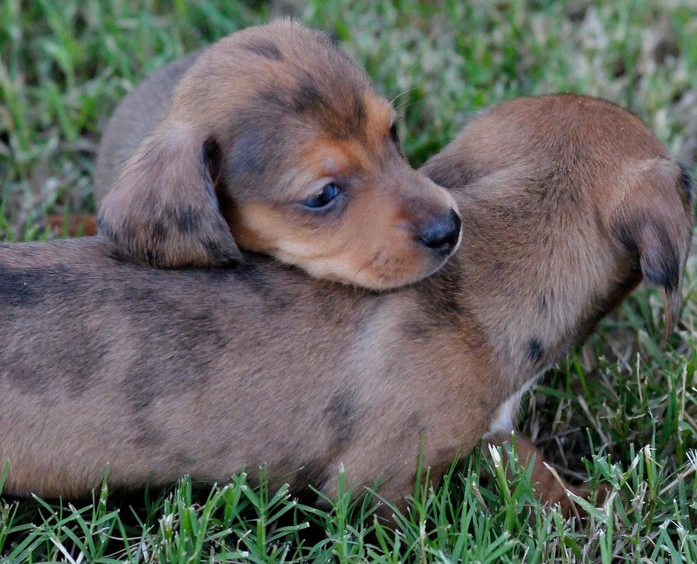 two Dachshund puppies playing with each other on the grass picture.JPG
