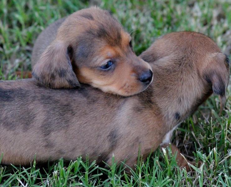 two Dachshund puppies playing with each other on the grass picture.JPG
