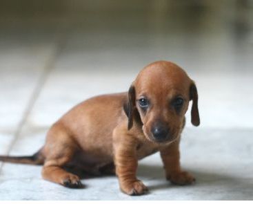 Young tan Dachshund pup looking so cute and adorable.JPG
