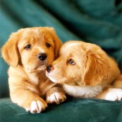 toller pups_two.jpg
