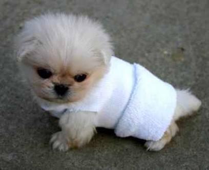 very cute small pekingse  puppy with clothing.jpg

