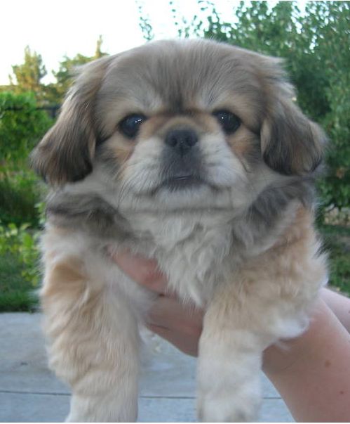 cute dog picture of pekingese puppy lookign straight to the camera.JPG
