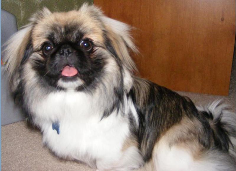 dark and light colors dog pekingese puppy pictures.JPG
