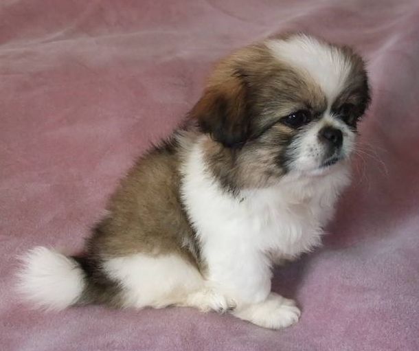 image of cute pekingese puppy on pink bed.JPG

