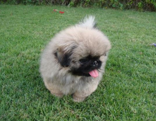 image of cute puppy pekingese with long hair with its tongue sticking out.JPG
