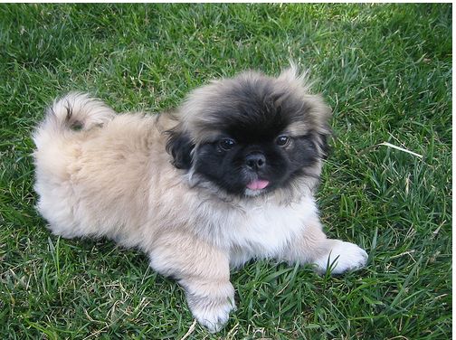 Pekingese Puppy looking so cute playing on the grass.JPG
