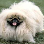 Pekingese puppy with long hair with cute face.JPG
