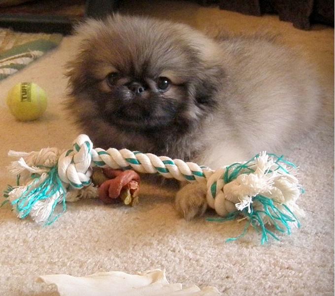 serious looking pekingese puppy with alot of its dog toys.JPG
