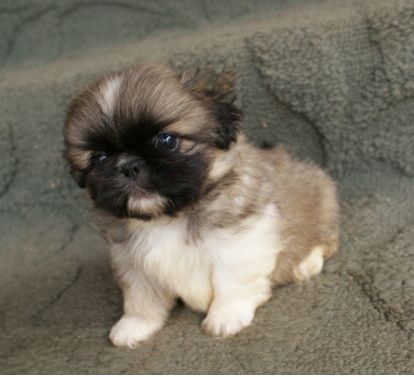 small pekingese dog pup in three tones colors lookig so so cute.JPG
