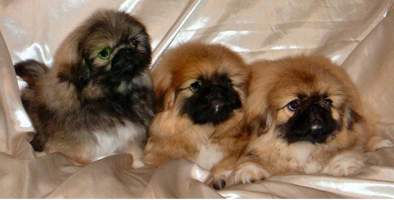 two tans with black faces and grey and black face puppies pekingese picture.JPG
