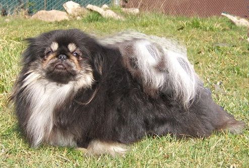two toned black pekingese puppy picture.JPG
