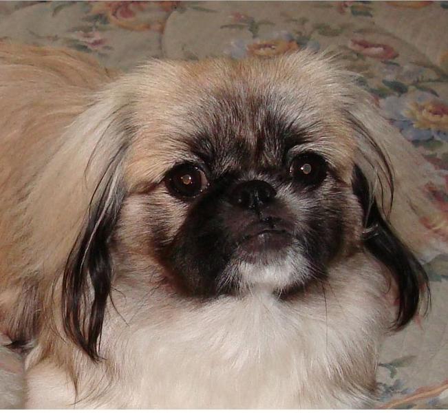 two tones pekingese pup looking to the camera with dark hair in the front face.JPG
