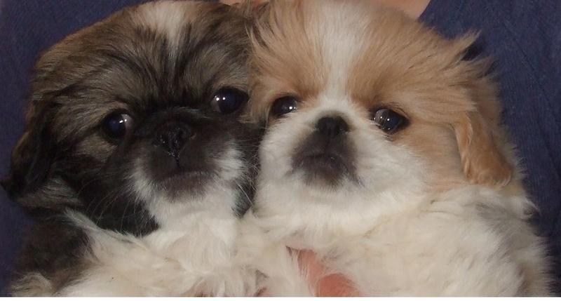 two very cute pekingese puppies photo.JPG
