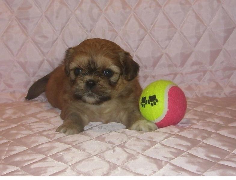 veru young pekingese puppy playing with its colorful tennis ball.JPG
