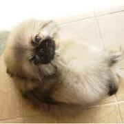young sweet pekingese puppy looking up to the camera.JPG
