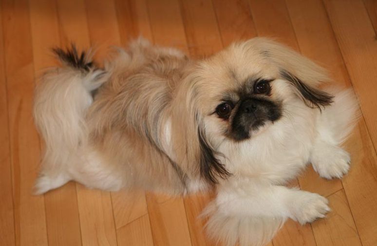 clearn and pretty dog pekingese puppy looking up to the camera.JPG
