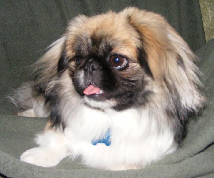 close picture of dog pekingese pup.JPG
