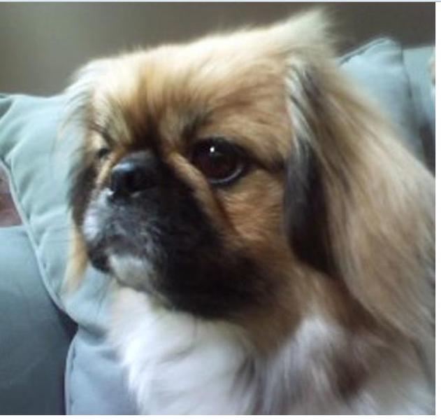 close up picture of puppy pekingese dog.JPG

